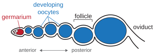 File:Insect ovariole diagram 2.svg