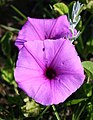 Ipomoea crassipes