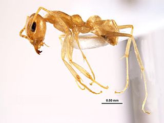 <i>Iridomyrmex exsanguis</i> Species of ant