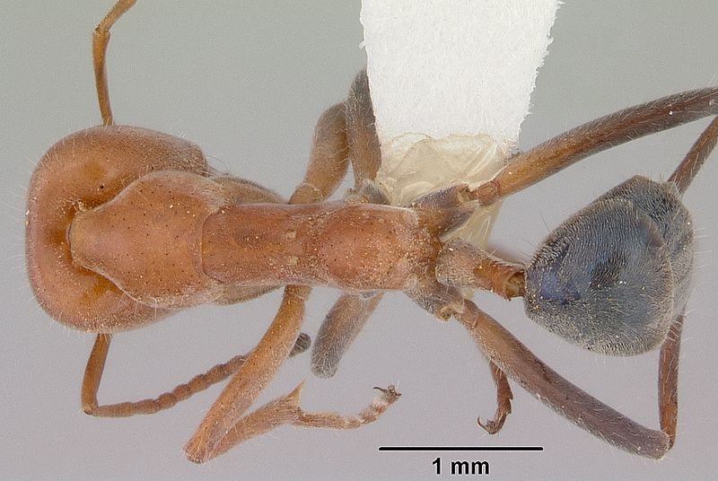 File:Iridomyrmex rufoinclinus casent0172060 dorsal 1.jpg