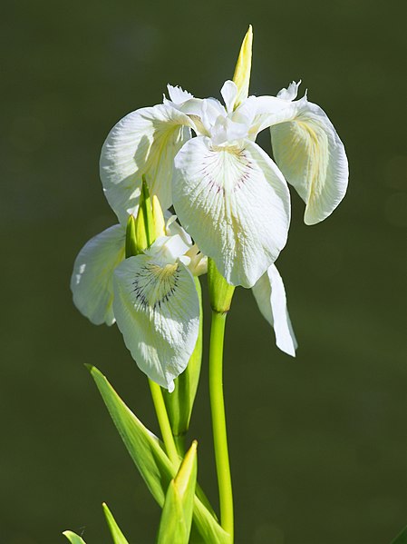 File:Iris pseudacorus 'Alba' 2019-05-26 01.jpg