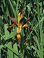 * Nomination Iris spuria 'Cinnabar Red' --Ram-Man 01:46, 19 January 2015 (UTC) * Promotion Good quality. --Hubertl 07:57, 19 January 2015 (UTC)