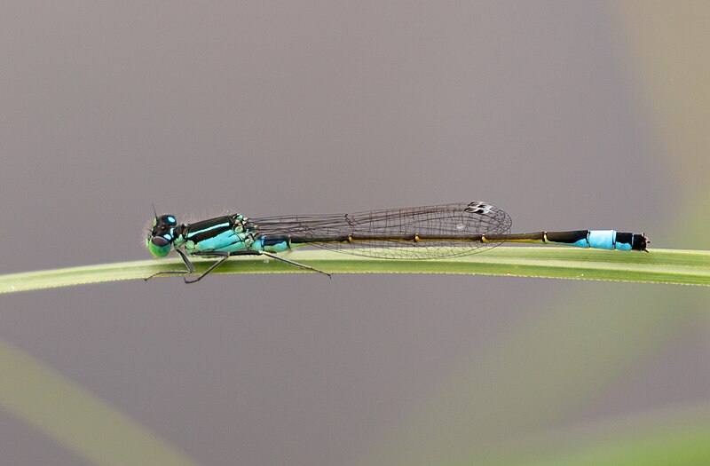 File:Ischnura elegans 135515249.jpg