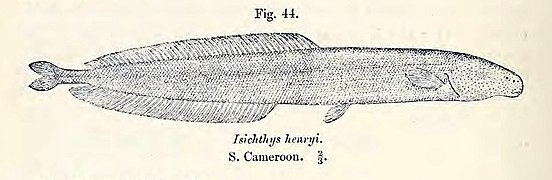 Isichthys henryi