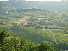 Istrian vineyards; Wine is produced in nearly all regions of Croatia.