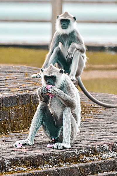 File:It's eating time- Black faced langur Monkeys.jpg