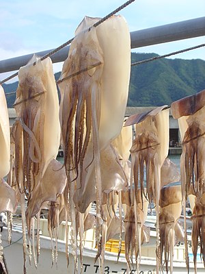 Some squids drying in the harbor of Iwami, Tottori prefecture, Japan