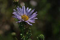 Symphyotrichum lentum