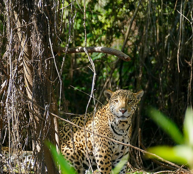 Калаш Panthera onca