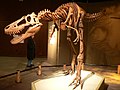 Scheletro di "Jane" ritenuto o una forma giovanile di tirannosauro oppure un Nanotyrannus, Burpee Museum, Rockford, Illinois