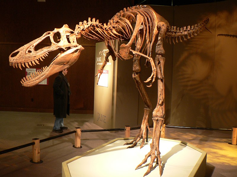 File:Jane Tyrannosaurus.jpg