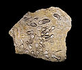 Jimbacrinus bostocki. Período Artinskiense, de 290 a 279 millones de años. Gascoyne river, Australia.
