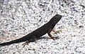 Joshua Tree National Park - Great Basin fence lizard - 03.JPG