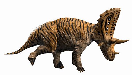 Judiceratops tigris