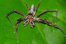 Araignée sauteuse (Bathippus sp.) Homme (23051242663) .jpg