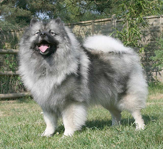 are white keeshond dog good with cats