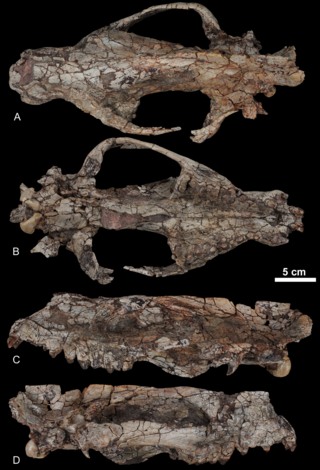 <i>Kerberos langebadreae</i> Extinct animal