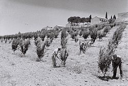Kfar Ecjon na fotografii z roku 1947