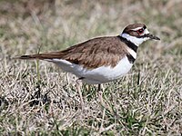 Killdeer Charadrius vociferus