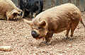 "Kunekune_Pig_at_Hamilton_Zoo.jpg" by User:Steven Walling