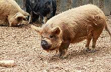 Kunekune Pig ĉe Hamilton Zoo.jpg