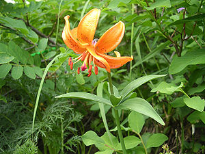 Lilium medeoloides