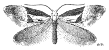 LEPI Mnesarchaeidae Mnesarchaea fusilella.png