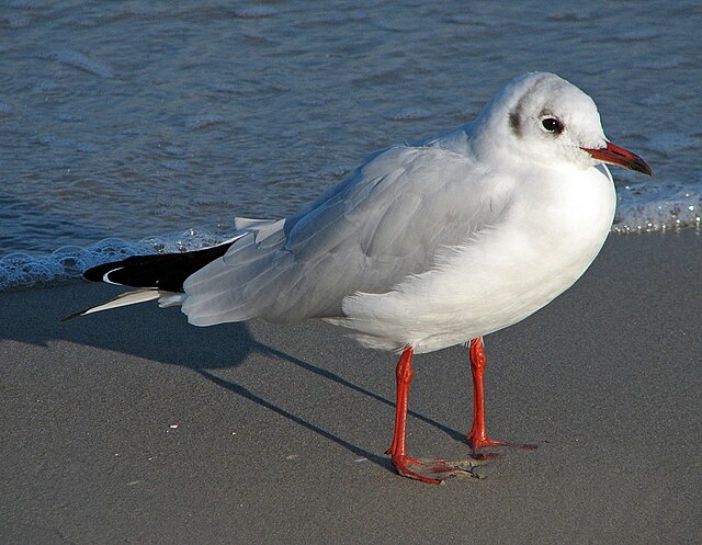 六通】花の上を飛んでいる鳥-