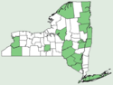 Lactuca hirsuta NY-dist-map.png
