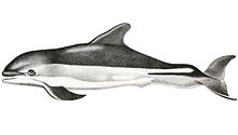 Lagenorhynchus acutus.jpg