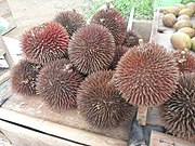 紅殼榴槤（英语：Durio dulcis） Durian marangang