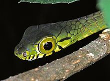 Nagy szemű zöld fa kígyó (Rhamnophis aethiopissa) (7656933146) .jpg