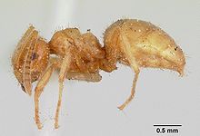 مشخصات Lasius speculiventris casent0103508 1.jpg