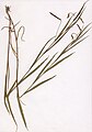 Lathyrus nissolia Herbar B.jpg