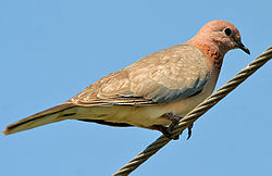 Laughing Dove (Streptopelia senegalensis) W IMG 4422.jpg