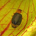 Gândacul (Lebia grandis) prins în ulciorul de Sarracenia purpurea.