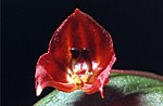 Thumbnail for Lepanthes lucifer