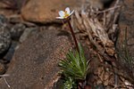 Miniatura para Leptosiphon bicolor