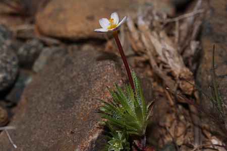 Linanthus bicolor