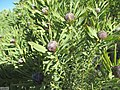 Leucadendron pubescens 48539844.jpg
