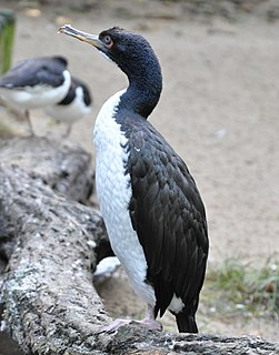 <span class="mw-page-title-main">Guanay cormorant</span> Species of bird