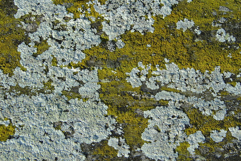 File:Lichen DSC00612.JPG