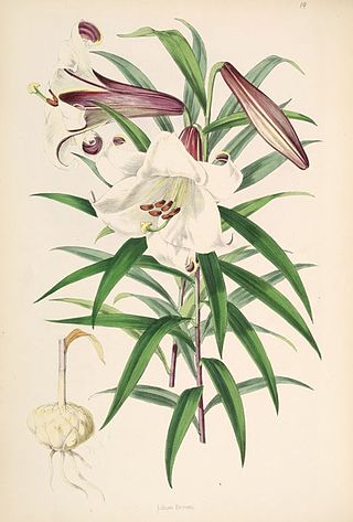 <i>Lilium brownii</i> Species of lily