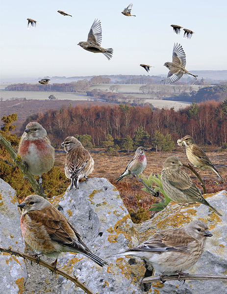 File:Linnet from the Crossley ID Guide Britain and Ireland.jpg