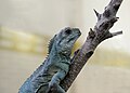 Chinese Water Dragon (Physignathus lesueurii)