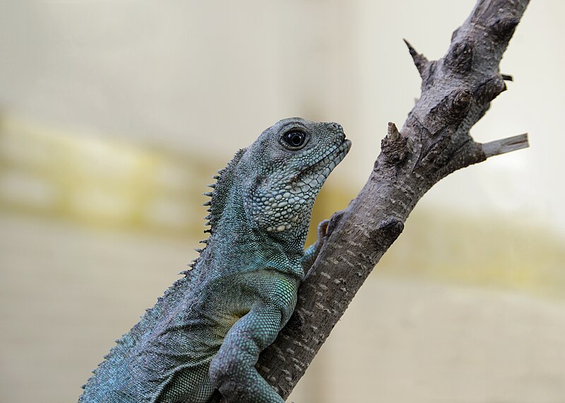 File:Lizard Amsterdam July 2019-1.jpg