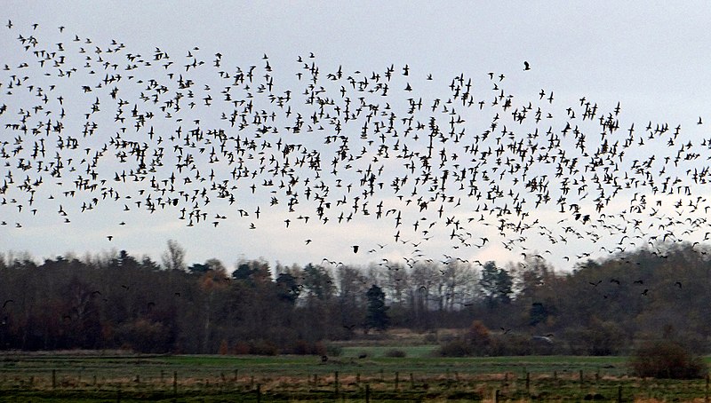 File:Ljungpipare (Pluvialis apricaria) - Ystad-2020.jpg