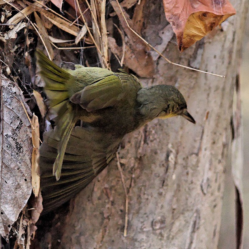 Long-billed greenbul climbing.jpg