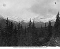 Looking west from 23 Mile Post, toward the mountains, Alaska Midland Railway survey, probably British Columbia, 1909 (AL+CA 3056).jpg