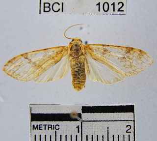 <i>Lophocampa catenulata</i> Species of moth